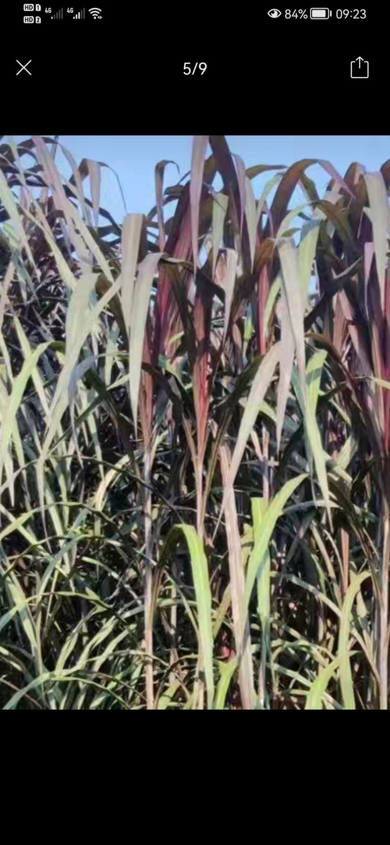 巴西高产红象草芽节牧草原料一手货源质量保证欢迎电联