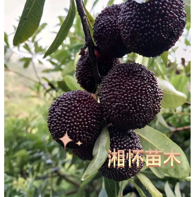 杨梅树4至5公分农户自产自销无中间差价欢迎各位老板选购。