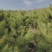 油松