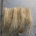 精品蒜苗红根蒜苗无土栽培产地直供一手货源电商供应