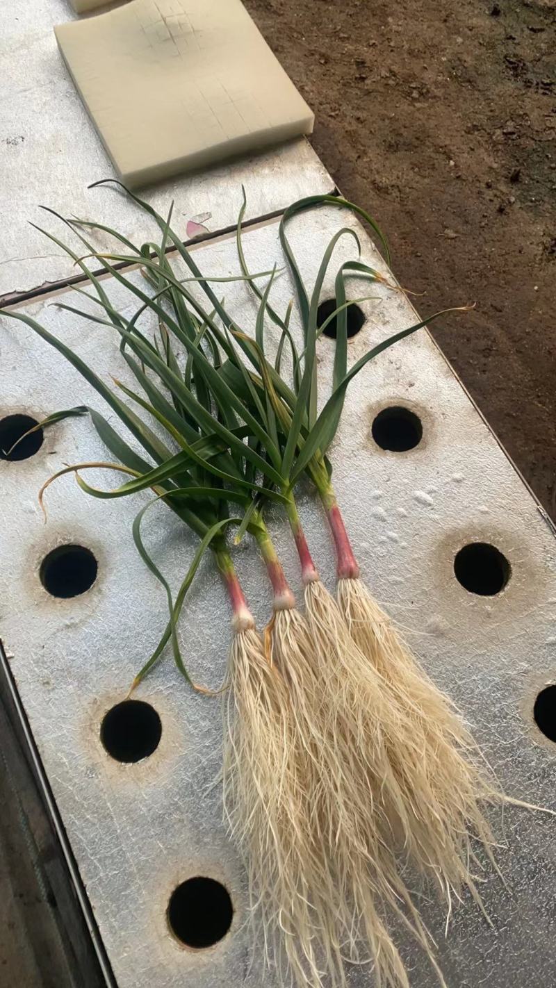 精品蒜苗红根蒜苗无土栽培产地直供一手货源电商供应