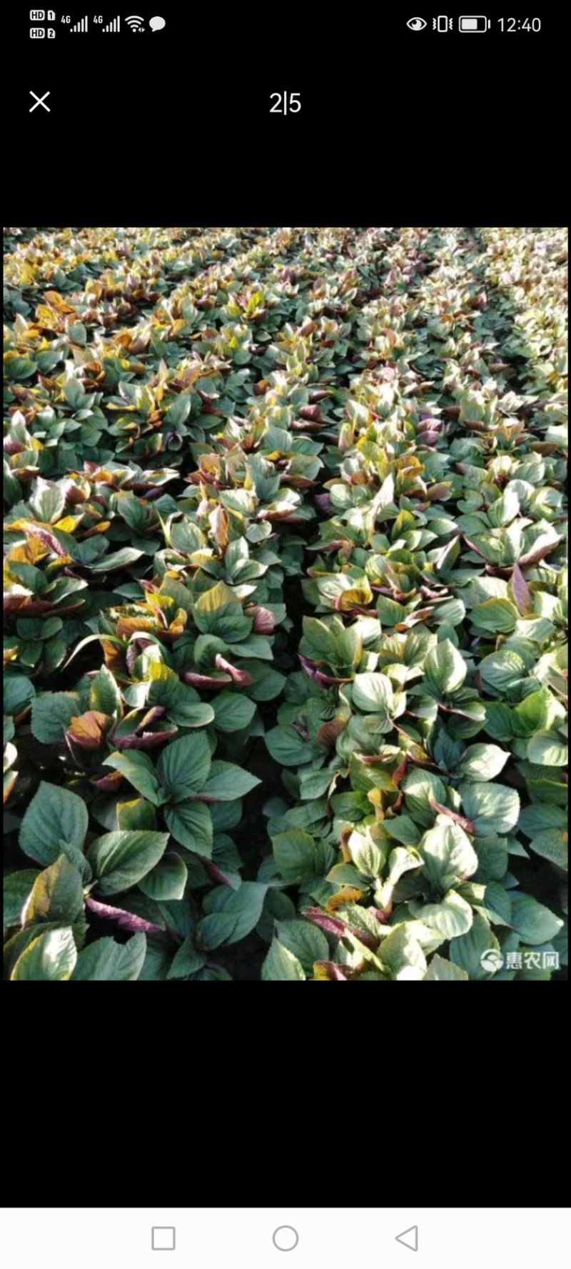紫苏种子、发芽🌱高、基地直供、量大从优、包回收