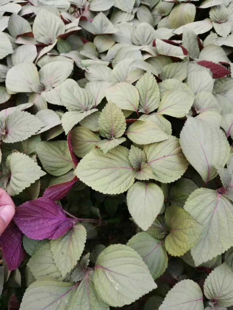 紫苏种子、发芽🌱高、基地直供、量大从优、包回收