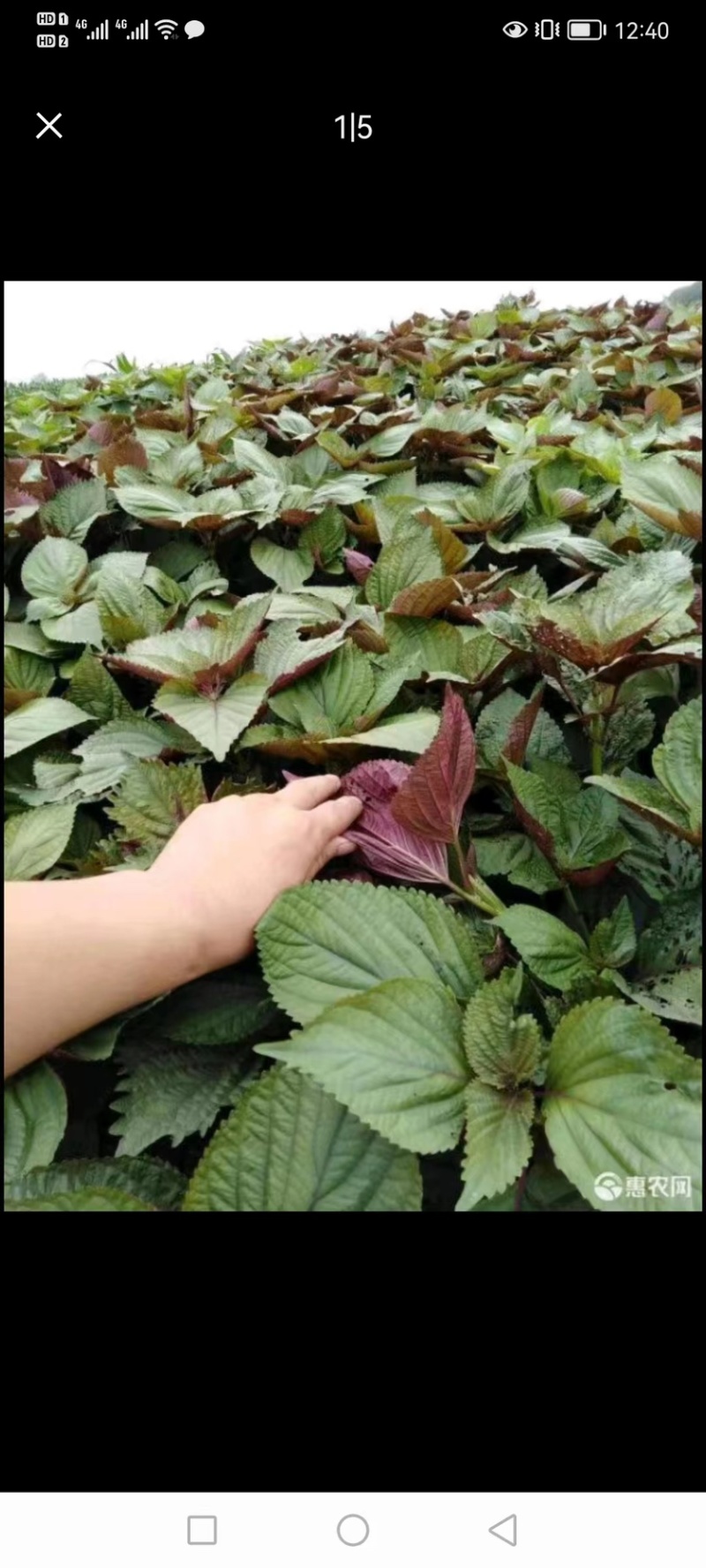 紫苏种子、发芽🌱高、基地直供、量大从优、包回收