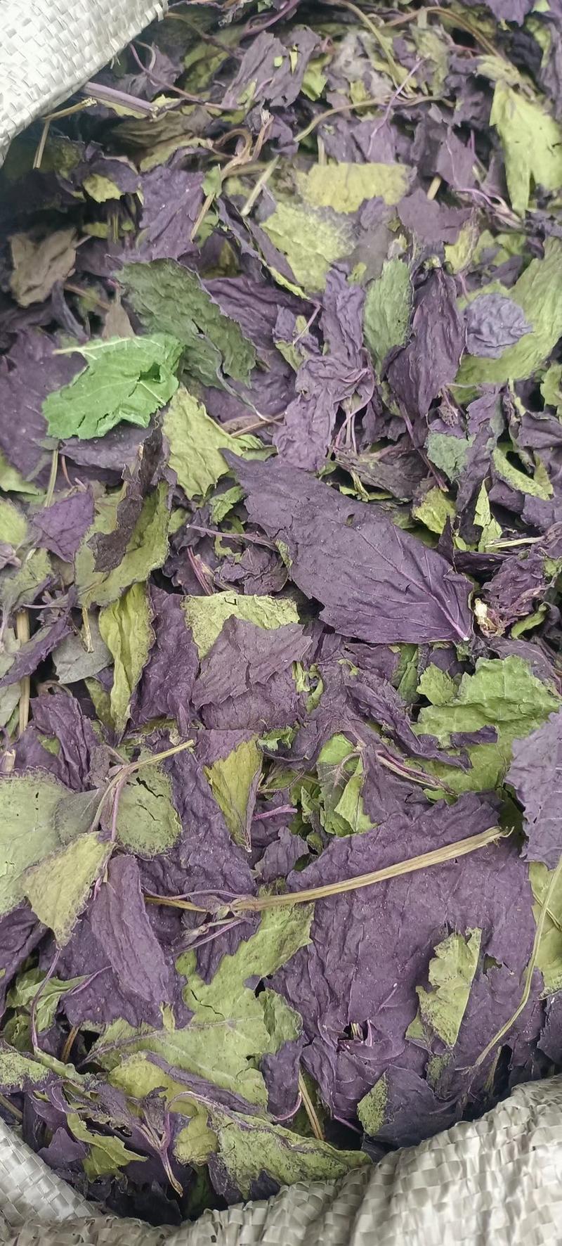紫苏种子、发芽🌱高、基地直供、量大从优、包回收