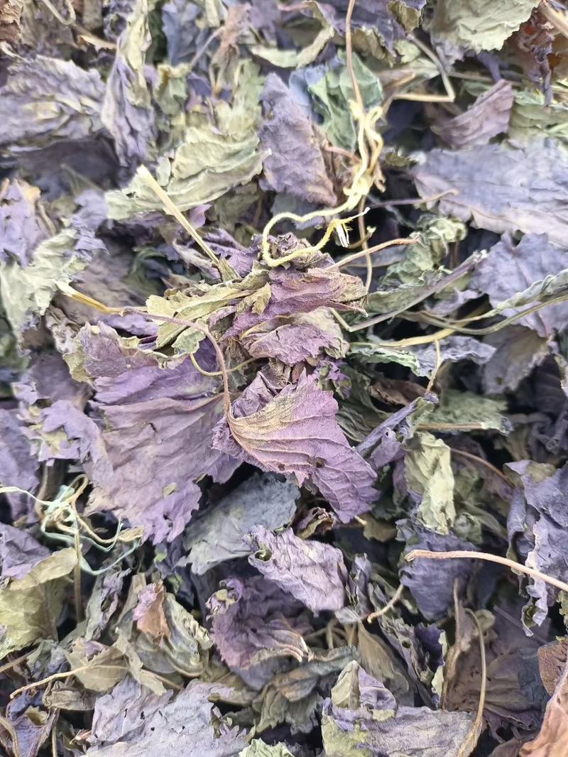 紫苏种子、发芽🌱高、基地直供、量大从优、包回收