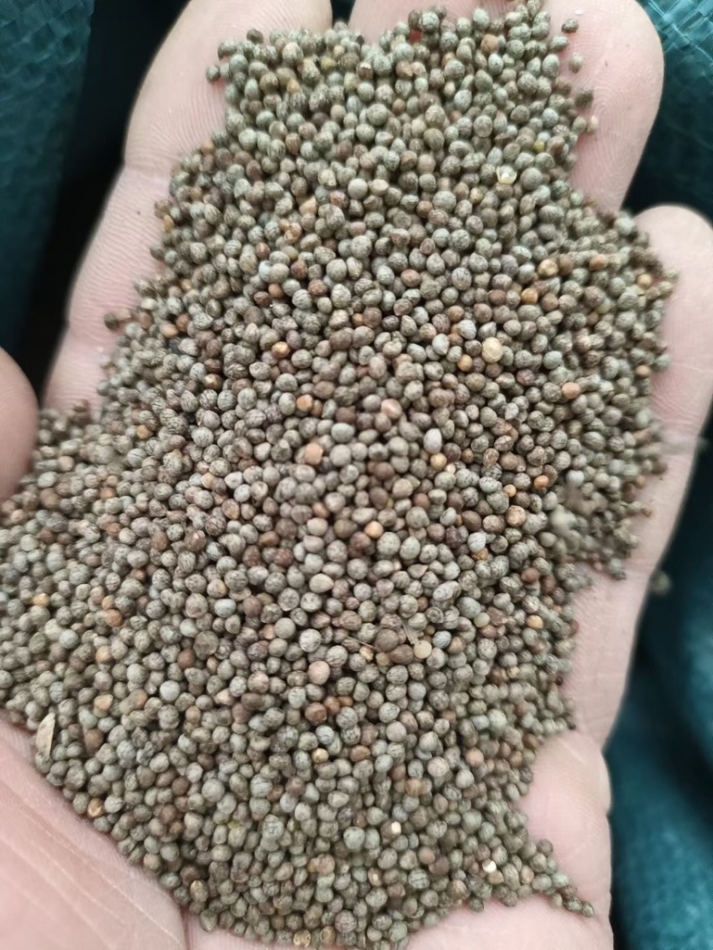 紫苏种子、发芽🌱高、基地直供、量大从优、包回收