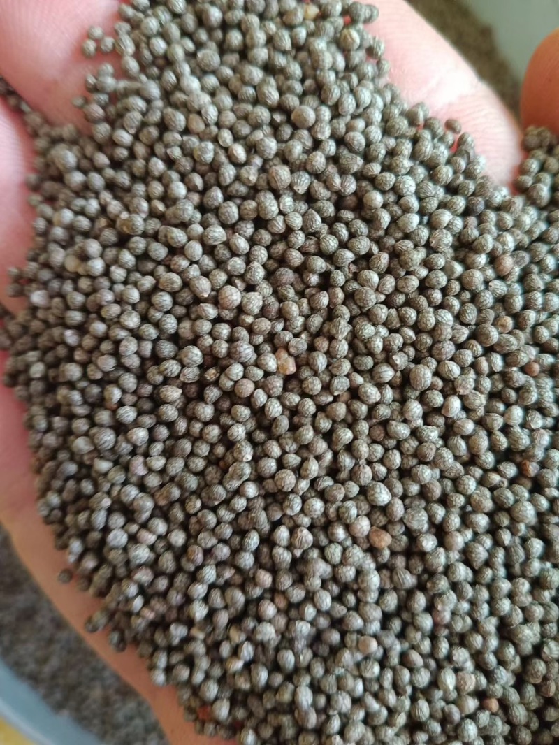 紫苏种子、发芽🌱高、基地直供、量大从优、包回收
