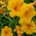 金娃娃萱草，多年生宿根花卉，苗圃海量直销，保证数量和质
