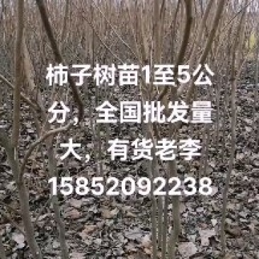 柿子树