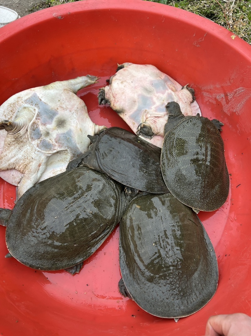 汉寿生态甲鱼，杂交白鱼，3年上生态老甲鱼