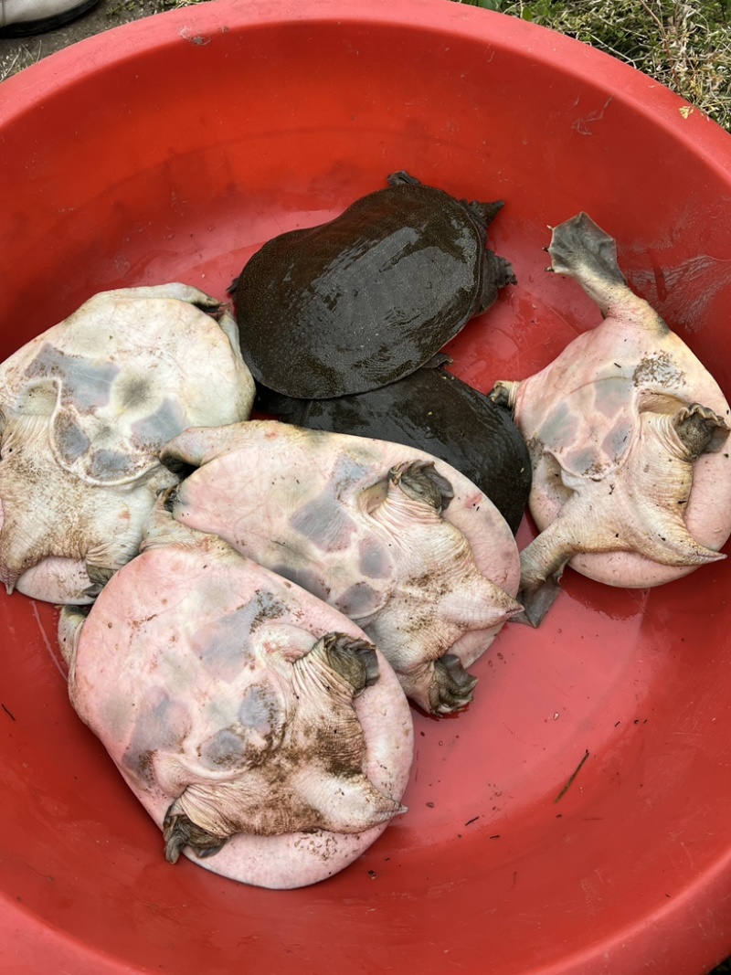 汉寿生态甲鱼，杂交白鱼，3年上生态老甲鱼