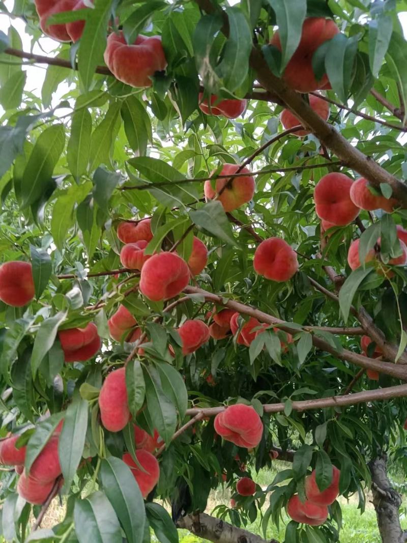 蒙阴蜜桃