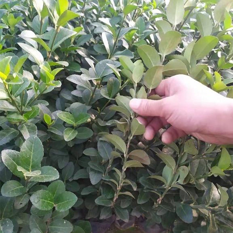 卫矛苗胶东卫矛绿化工程供应