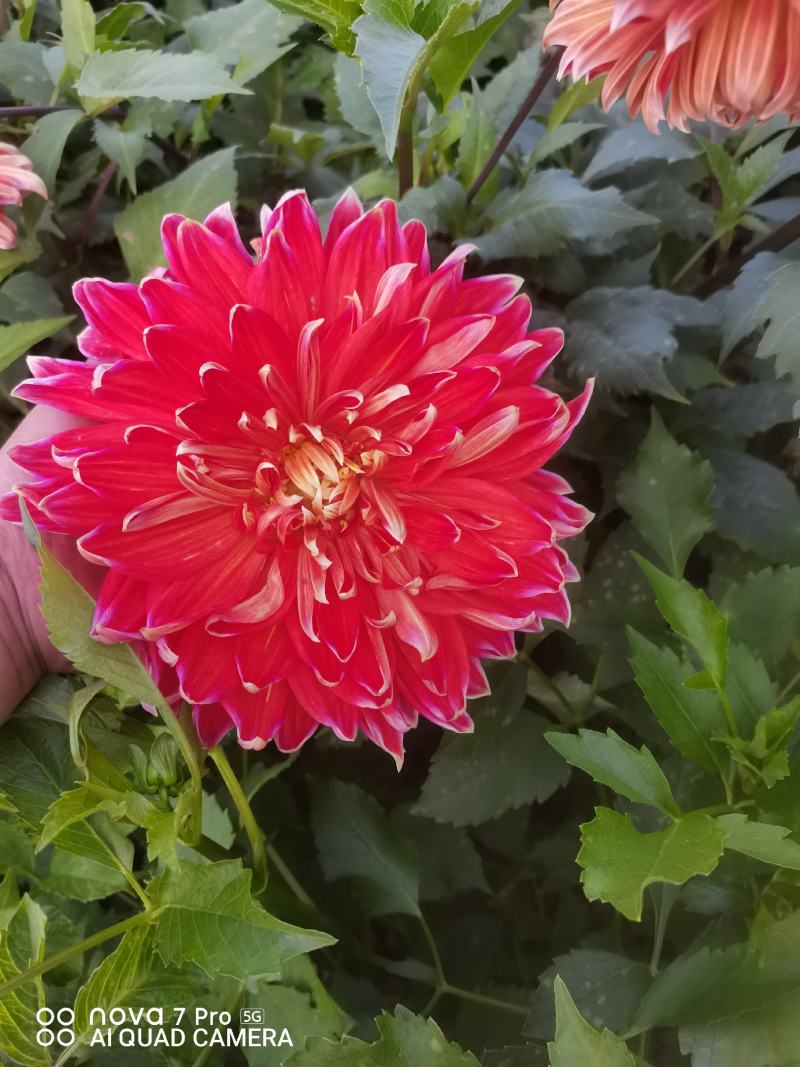 观赏重瓣大丽花种球，花，甘肃省定西市临洮县尕袁大丽花种球