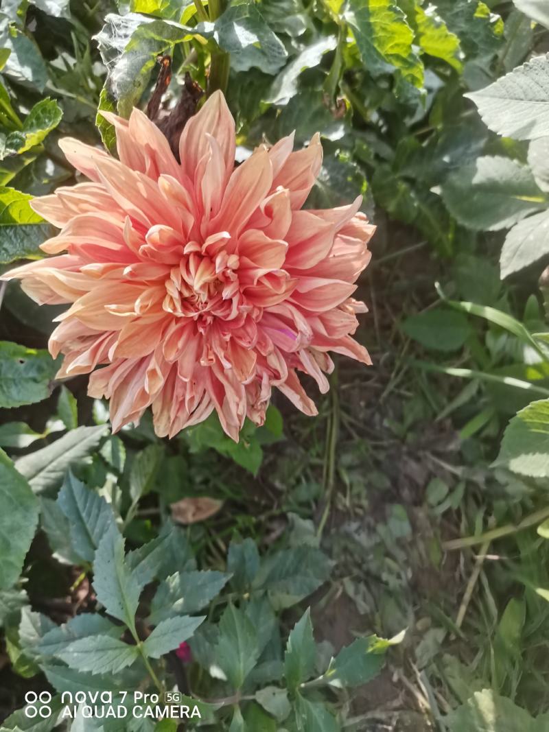 观赏重瓣大丽花种球，花，甘肃省定西市临洮县尕袁大丽花种球