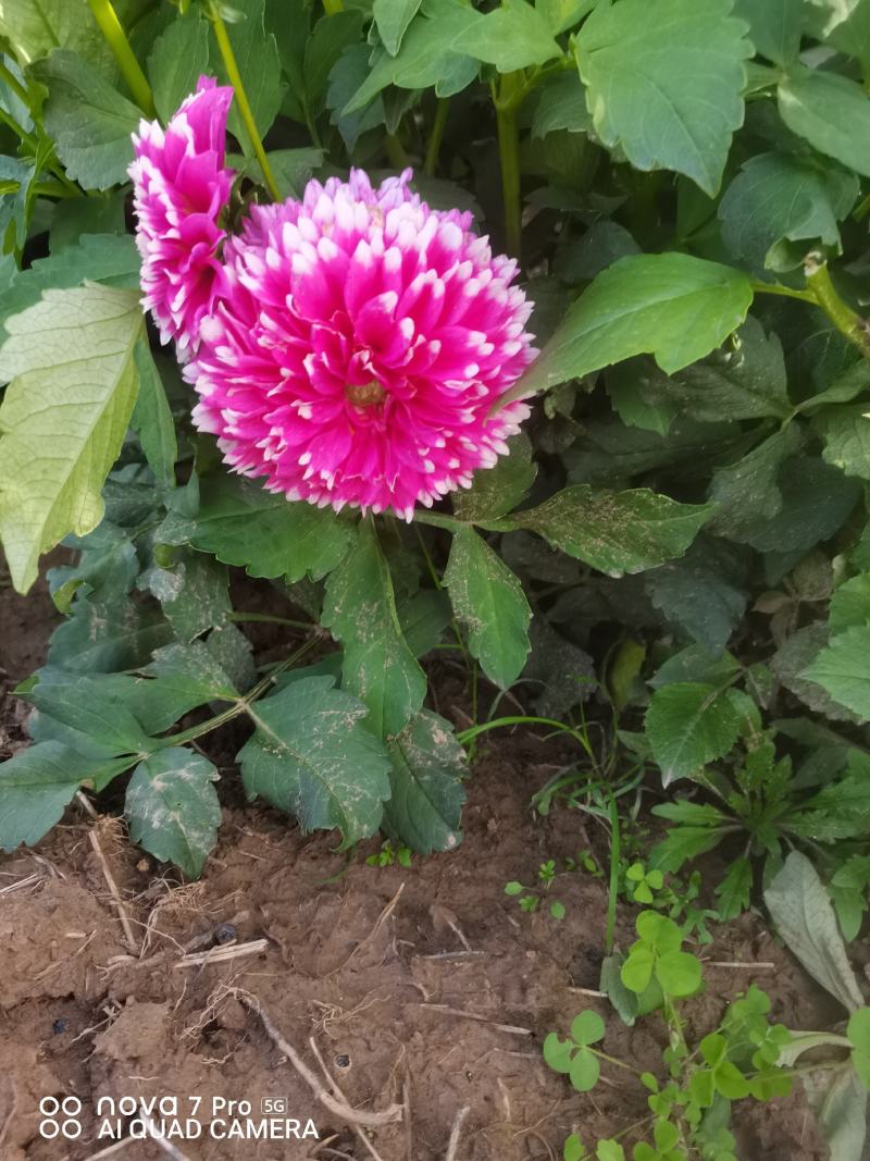 观赏重瓣大丽花种球，花，甘肃省定西市临洮县尕袁大丽花种球