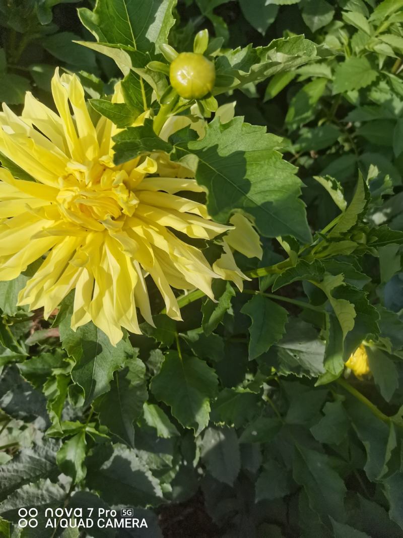 观赏重瓣大丽花种球，花，甘肃省定西市临洮县尕袁大丽花种球
