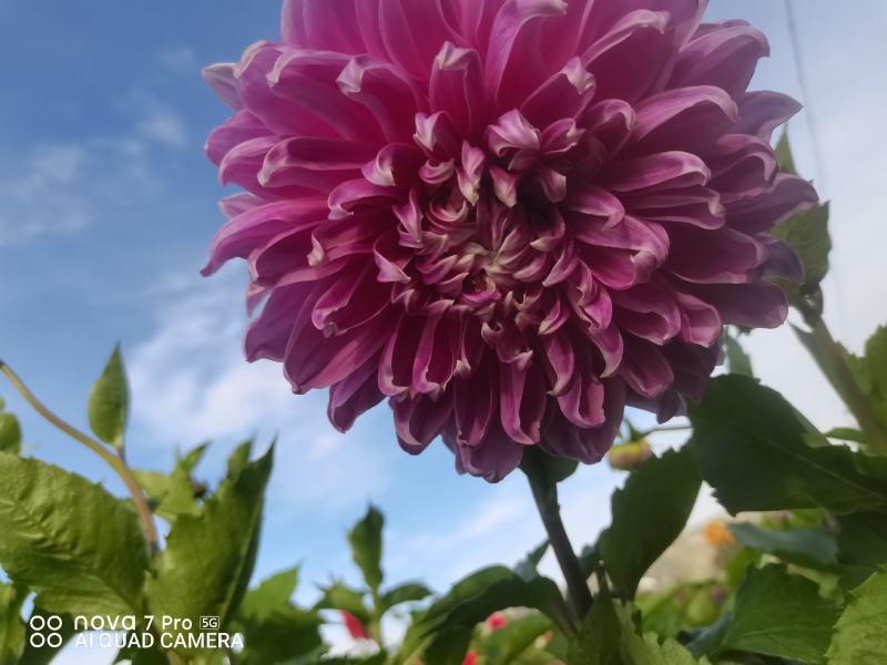 观赏重瓣大丽花种球，花，甘肃省定西市临洮县尕袁大丽花种球