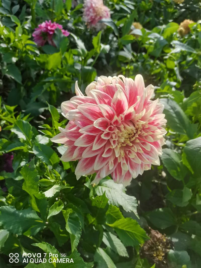 观赏重瓣大丽花种球，花，甘肃省定西市临洮县尕袁大丽花种球