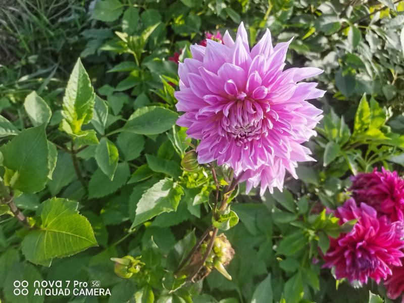 观赏重瓣大丽花种球，花，甘肃省定西市临洮县尕袁大丽花种球