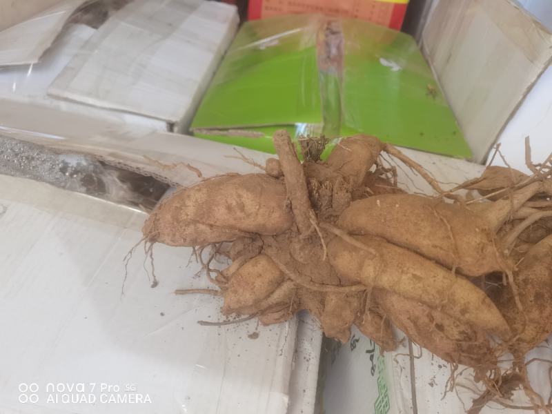 观赏重瓣大丽花种球，花，甘肃省定西市临洮县尕袁大丽花种球