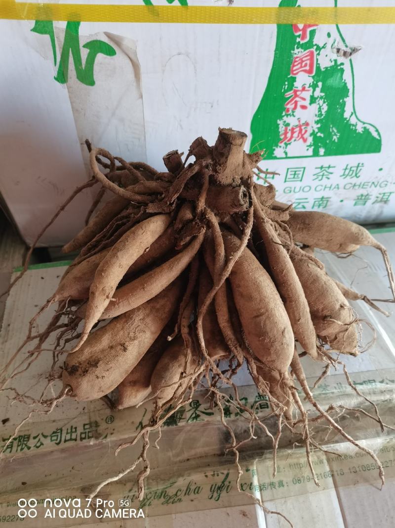 观赏重瓣大丽花种球，花，甘肃省定西市临洮县尕袁大丽花种球
