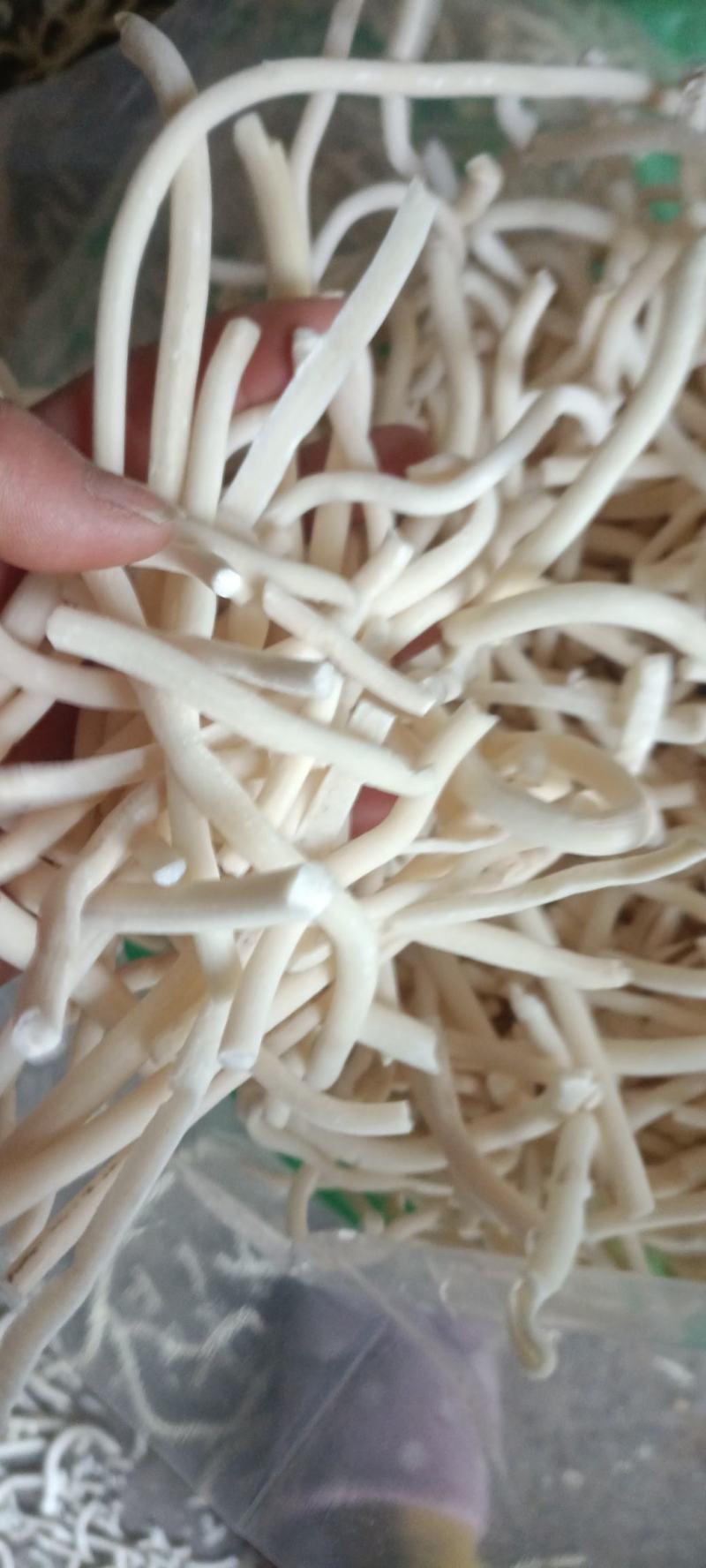 小通草，货干无杂质，无硫，货源充足，量大从优
