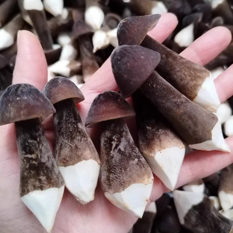 黑皮鸡枞菌菇