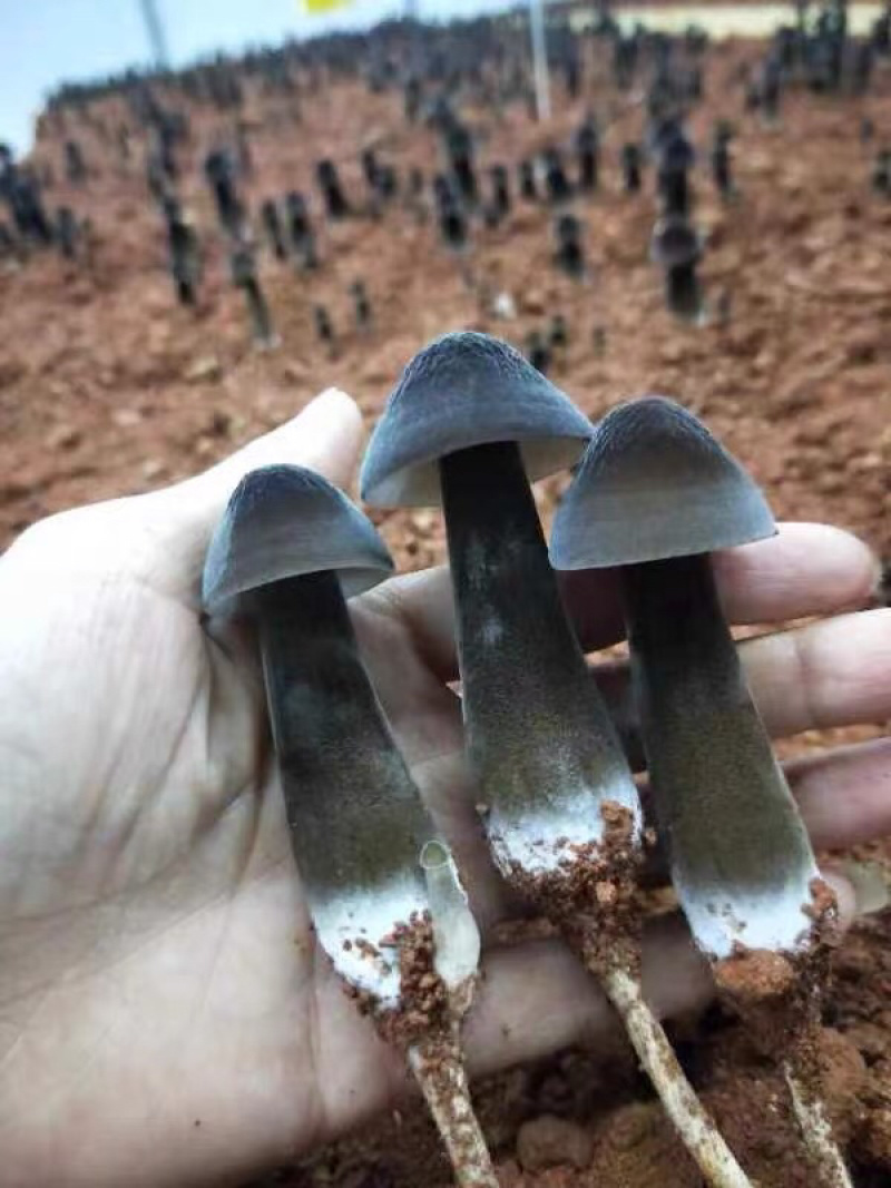 黑皮鸡枞菌菇