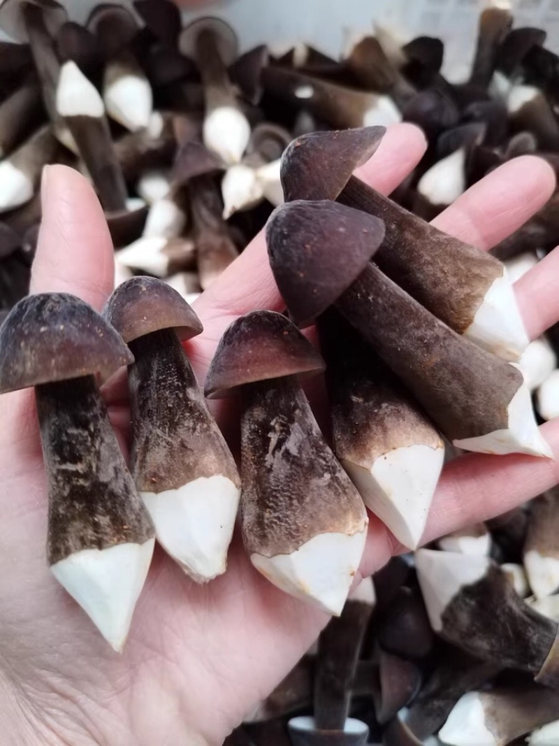 黑皮鸡枞菌菇