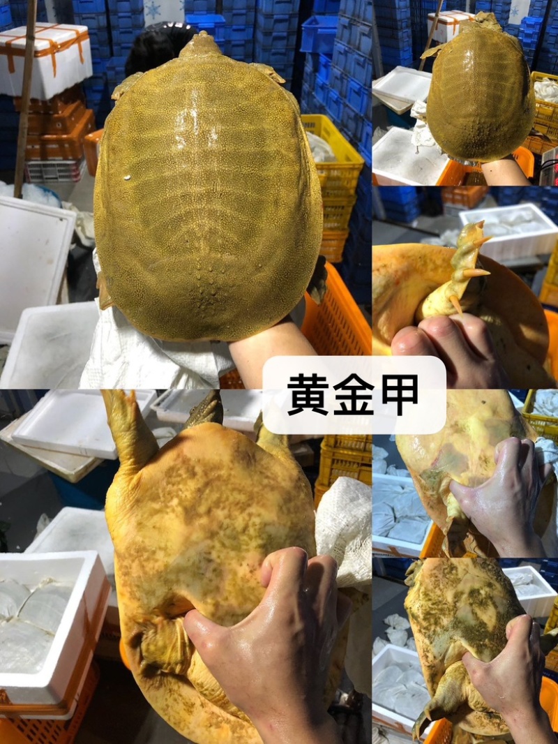 黄金甲，湖南黄鱼，黄公鱼，黄底黄面黄油甲鱼，汉寿甲鱼