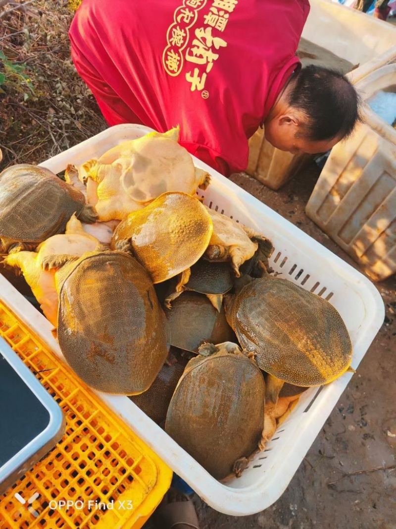黄金甲，湖南黄鱼，黄公鱼，黄底黄面黄油甲鱼，汉寿甲鱼
