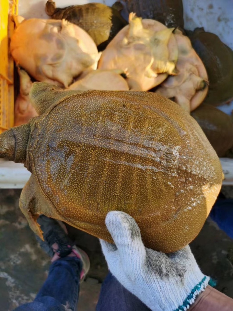 黄金甲，湖南黄鱼，黄公鱼，黄底黄面黄油甲鱼，汉寿甲鱼