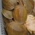 黄金甲，湖南黄鱼，黄公鱼，黄底黄面黄油甲鱼，汉寿甲鱼