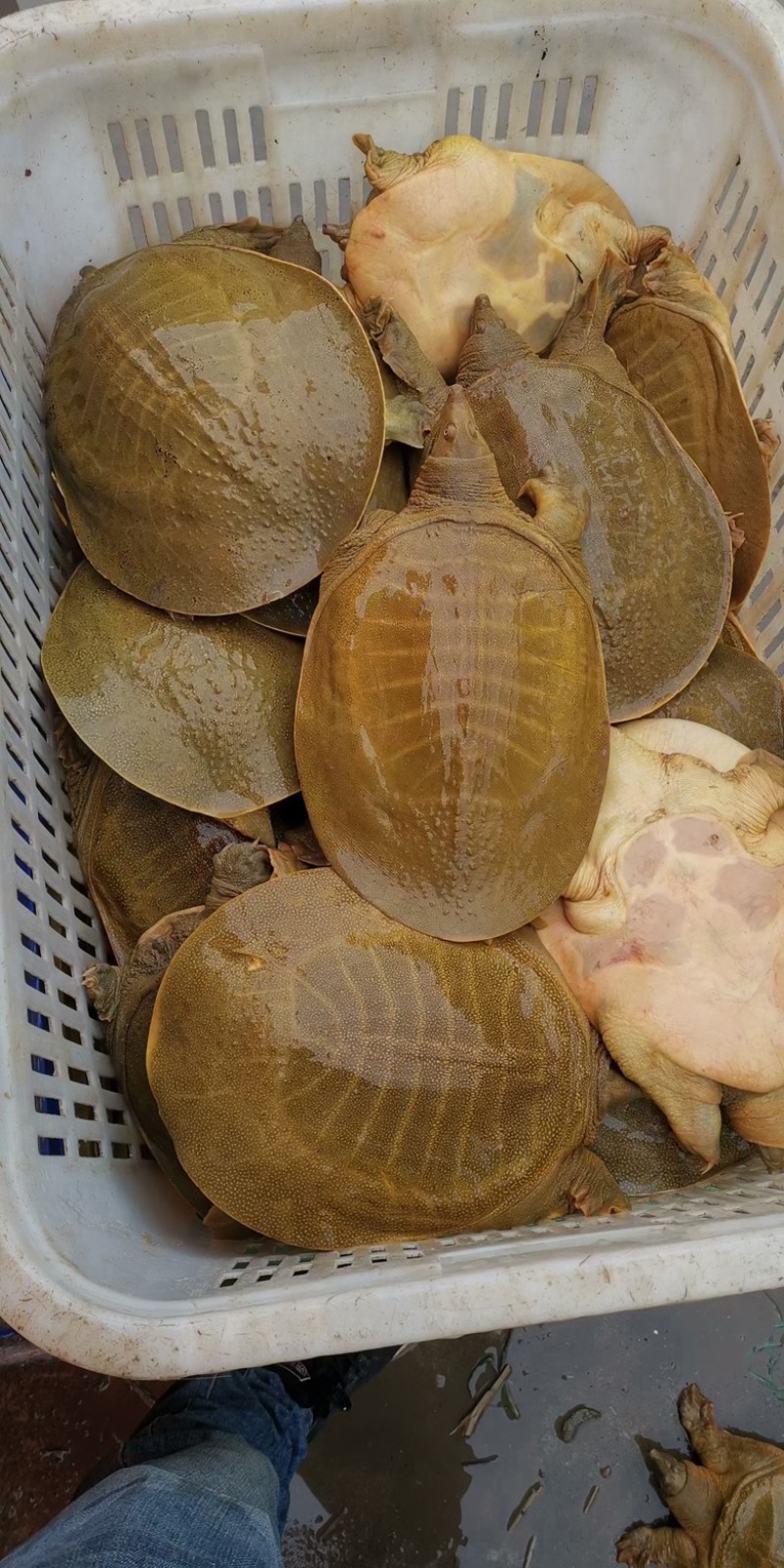 黄金甲，湖南黄鱼，黄公鱼，黄底黄面黄油甲鱼，汉寿甲鱼
