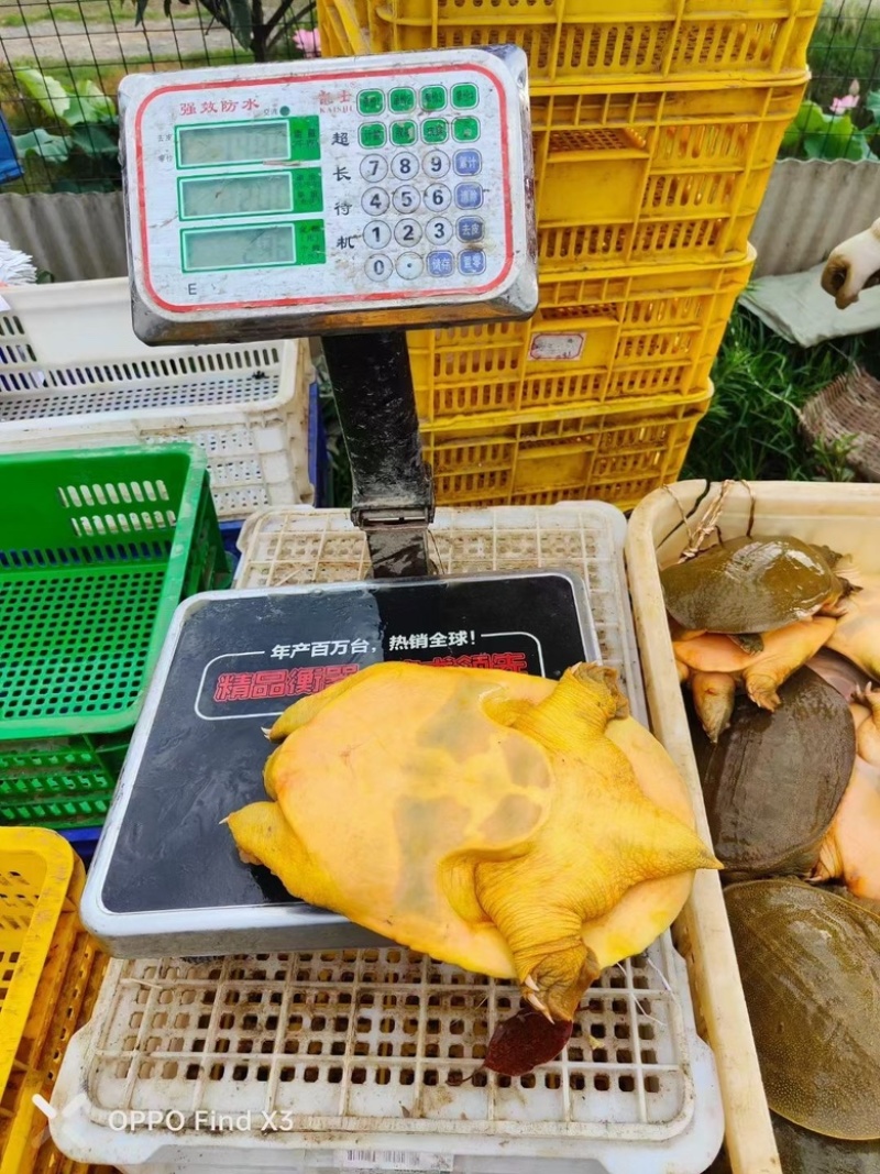 黄金甲，湖南黄鱼，黄公鱼，黄底黄面黄油甲鱼，汉寿甲鱼