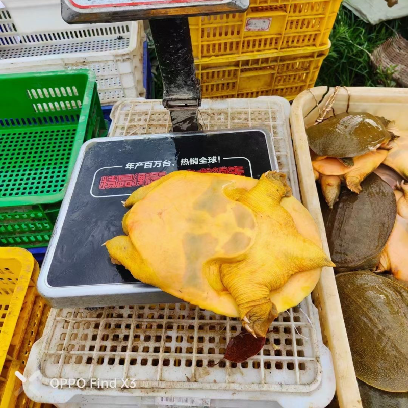 黄金甲，湖南黄鱼，黄公鱼，黄底黄面黄油甲鱼，汉寿甲鱼