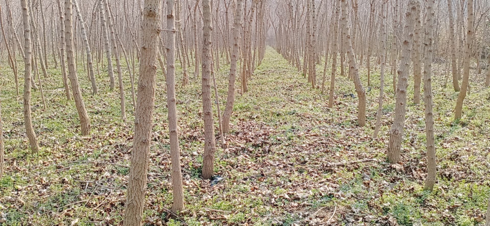 五角枫与元宝枫叶片对比图