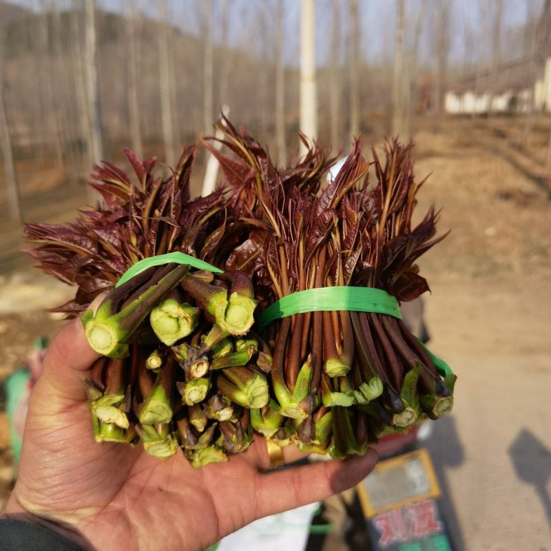 香椿芽