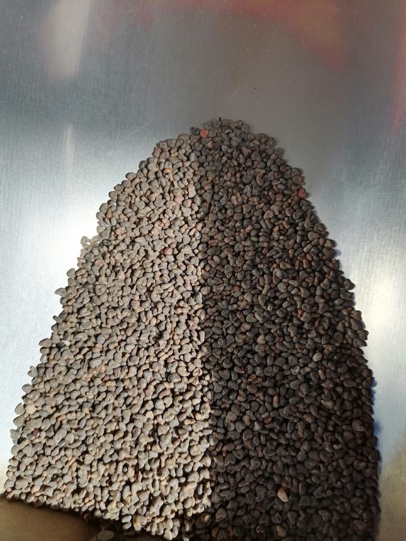 冬葵子药用不是种子各种规格中药材批发冬葵果