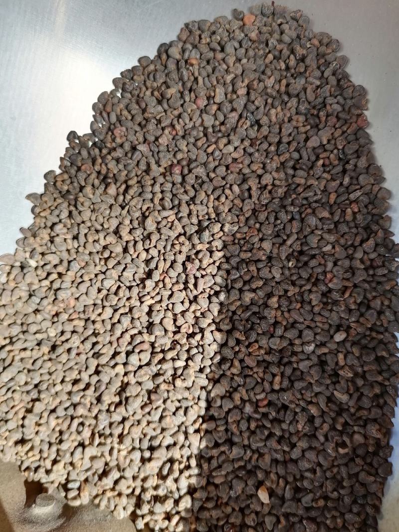 冬葵子药用不是种子各种规格中药材批发冬葵果