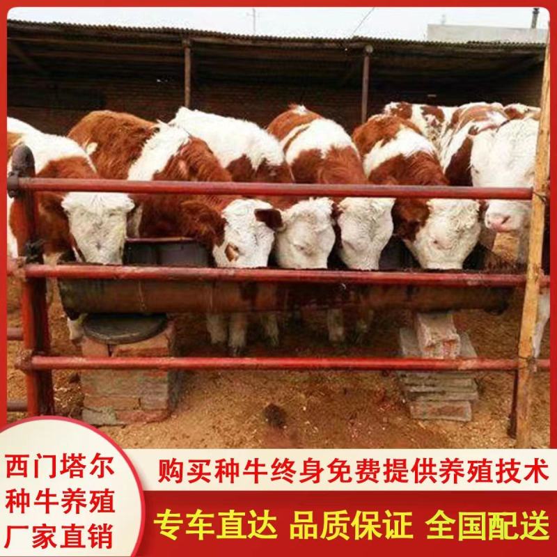 现货，西门塔尔牛犊，全国免费运输，包成活率，包教技术