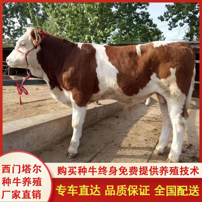现货，西门塔尔牛犊，全国免费运输，包成活率，包教技术