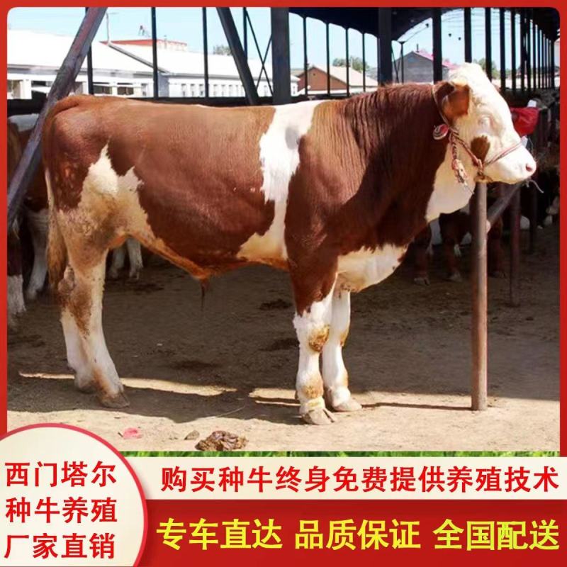 现货，西门塔尔牛犊，全国免费运输，包成活率，包教技术