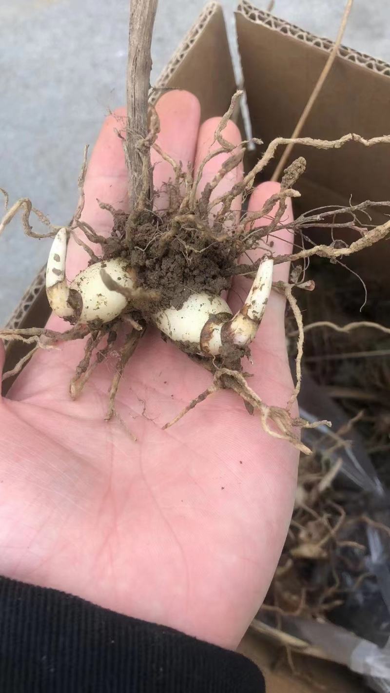 露天紫花三叉大白芨苗批发