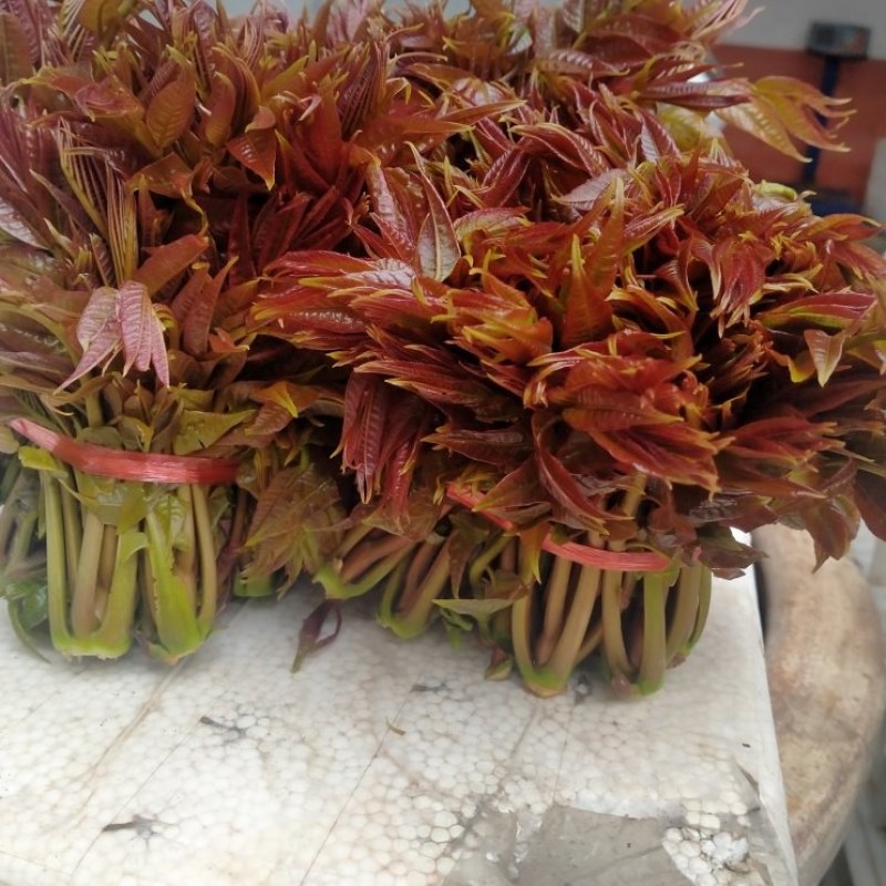 新鲜香椿芽大量上市中，欢迎新老客户前来订购……
