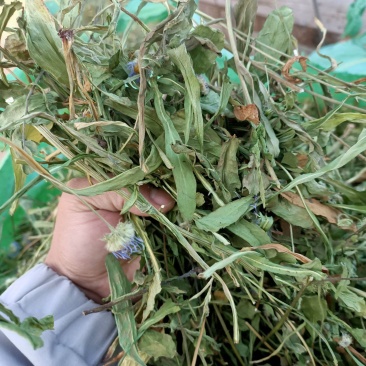 灯盏花