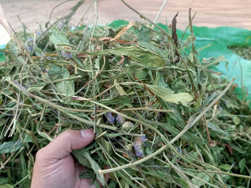 灯盏花