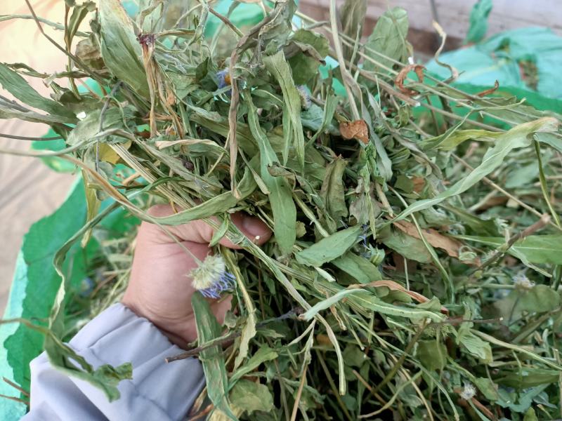 灯盏花